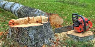 Reliable Vista Santa Rosa, CA Tree Care Solutions