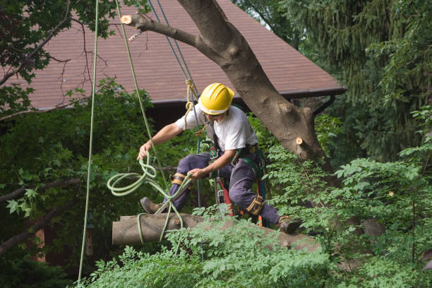Best Hedge Trimming  in Vista Santa Rosa, CA