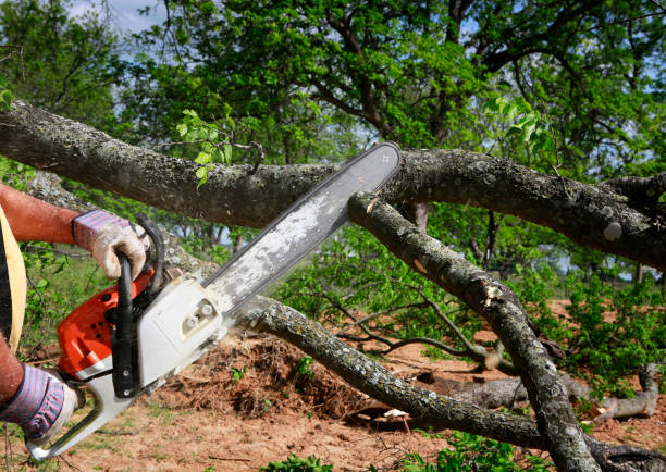 How Our Tree Care Process Works  in  Vista Santa Rosa, CA